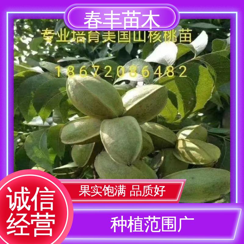 春丰苗木 碧根果树苗2公分粗 多品种 高成活率 货源充足