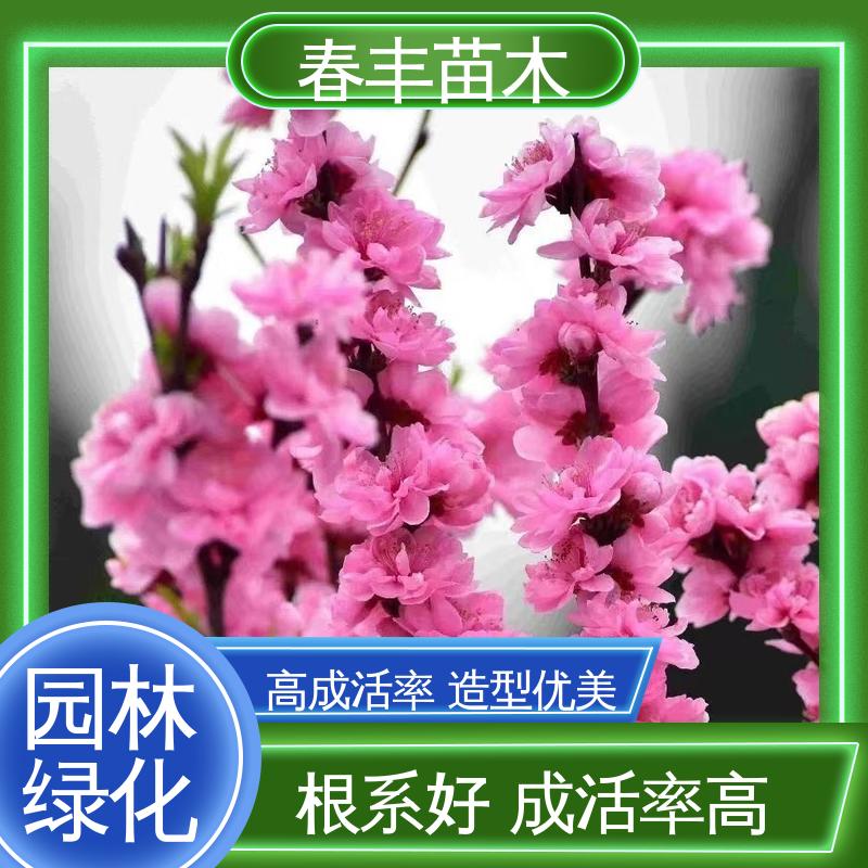 春丰苗木 基地供应 日本丽桃6-8公分 重花叠瓣 效果佳