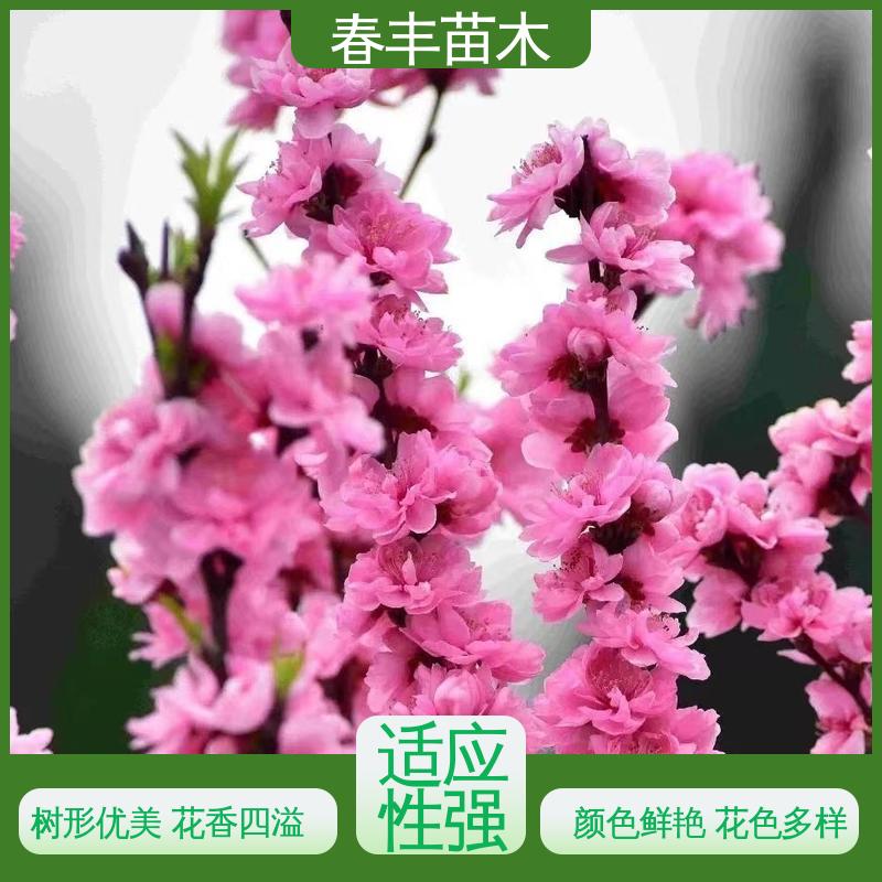 春丰苗木 基地现挖 白碧桃30元打土球上车 成活率高 适应性强