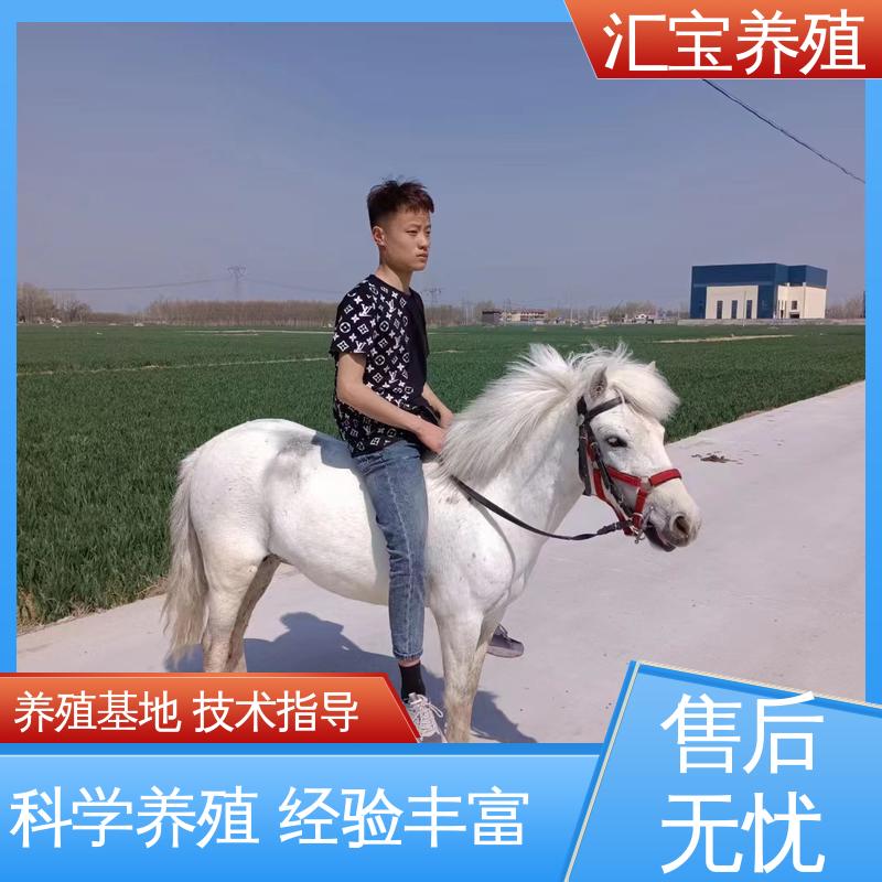包邮包运输 各种水果都可以吃 宠物矮马 不易生病 