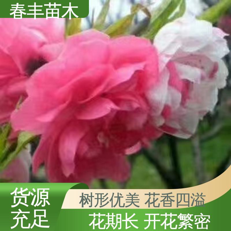 春丰苗木 基地现挖 垂枝桃40元装车 移栽种植 高存活率