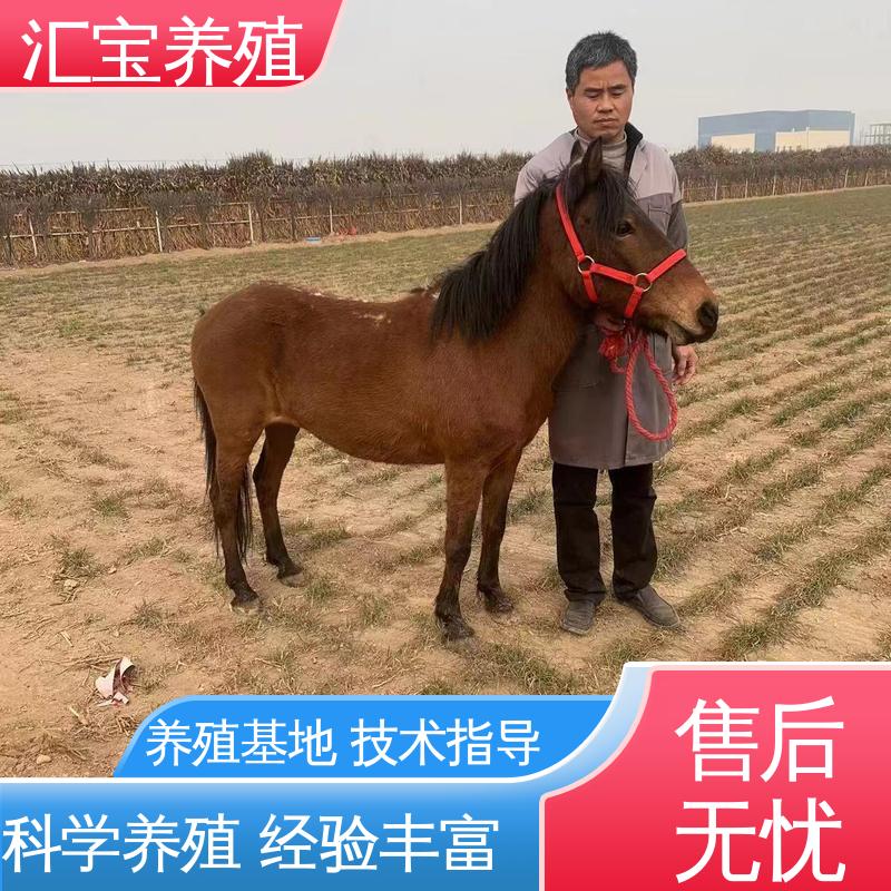 包回收包健康 高端品种 袖珍迷你矮马 包邮包运输 