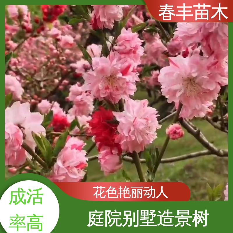 春丰苗木 基地现挖 满天红碧桃5-9公分 重花叠瓣 效果佳