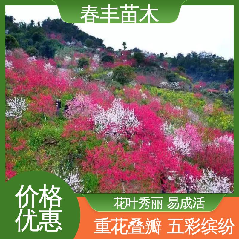 春丰苗木 基地供应 白花碧桃40元装车 颜色鲜艳 花色多样
