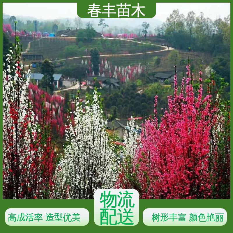 春丰苗木 基地供应 粉花碧桃40元装车 移栽种植 高存活率