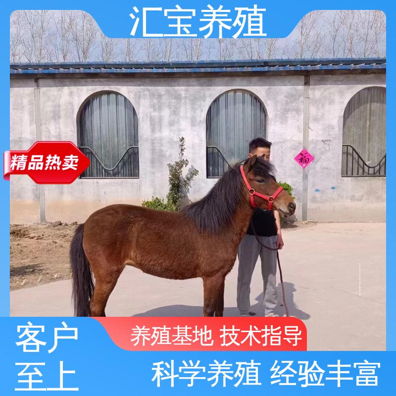 实地引种考察 景区观赏乘骑 农家养殖矮马 高端品种 