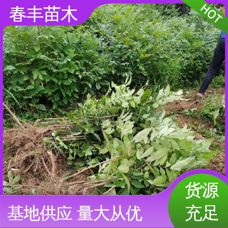 春丰苗木 碧根果树苗1-3年 产量高 高成活率 货源充足