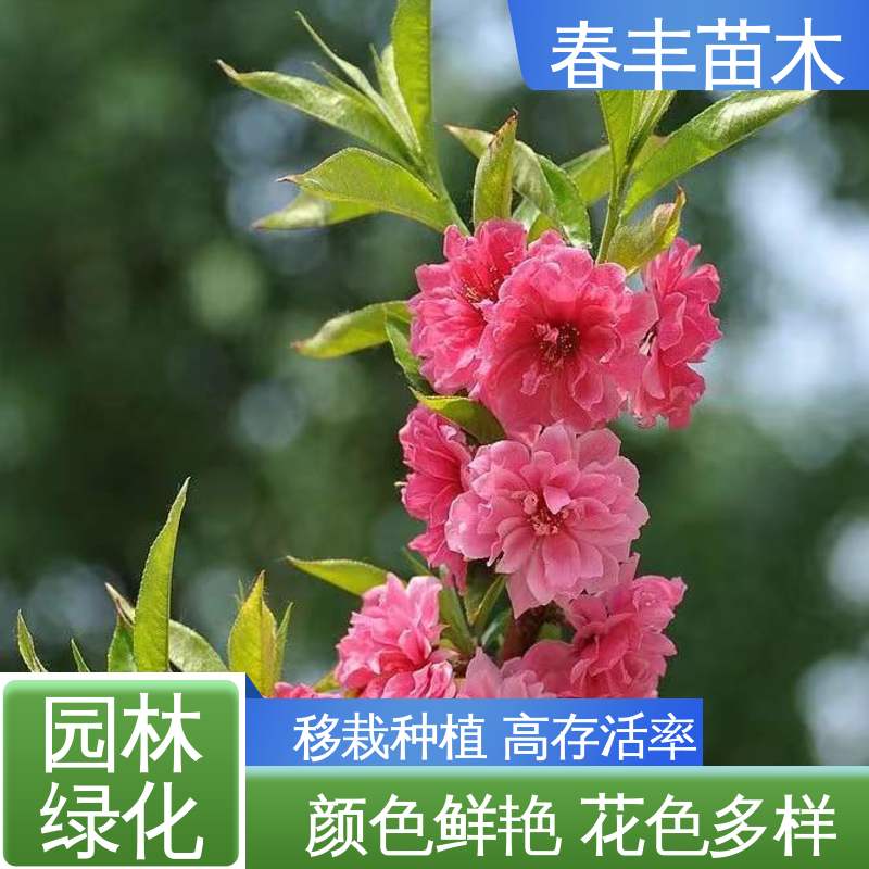 春丰苗木 基地供应 撒金碧桃6-8公分 颜色鲜艳 花色多样