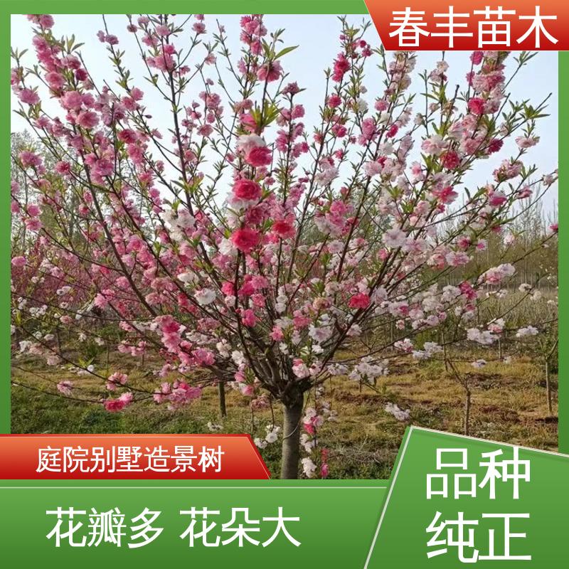 春丰苗木 基地现挖 人面桃40元装车 重花叠瓣 效果佳