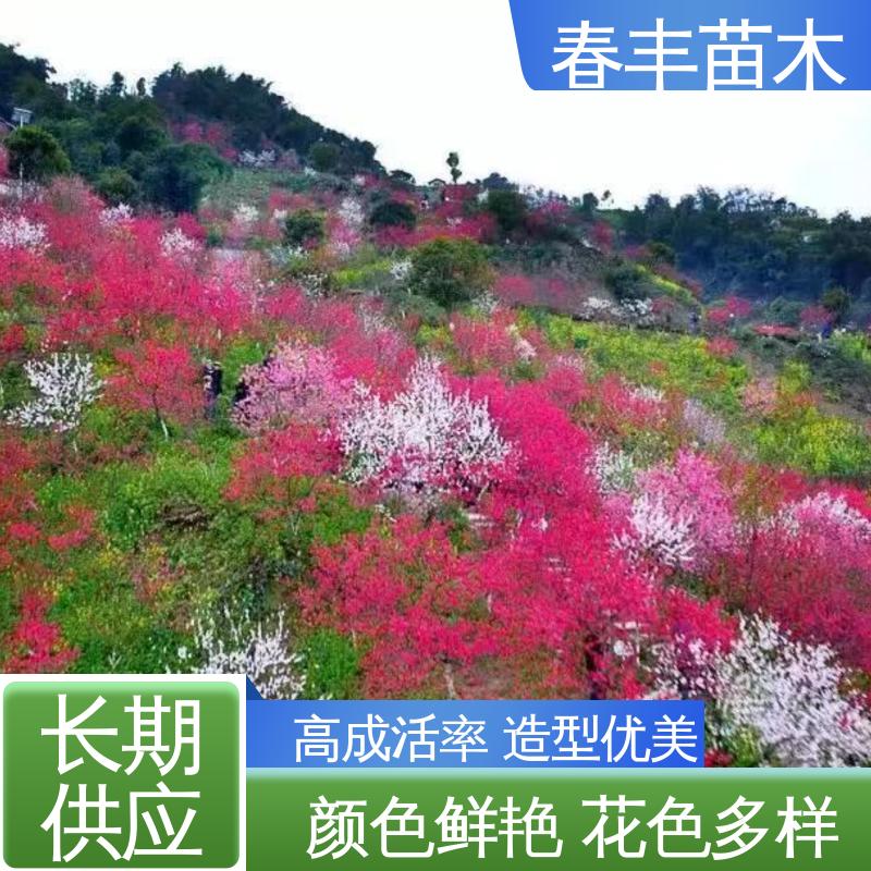 春丰苗木 基地供应 品霞50元上车价 成活率高 适应性强
