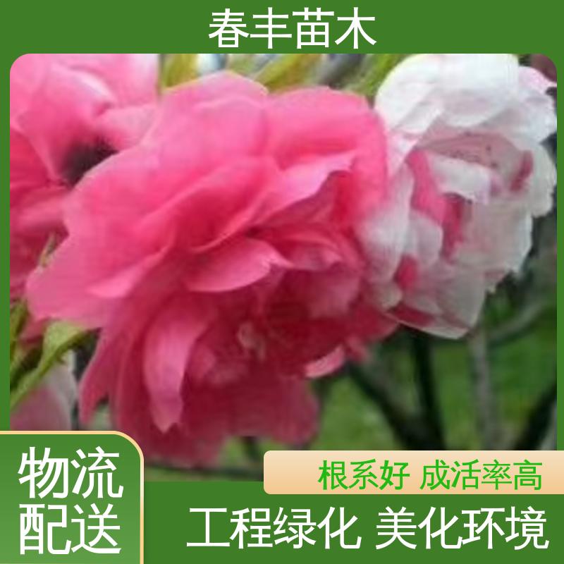 春丰苗木 基地现挖 垂枝桃40元装车 质量合格 一条龙培育