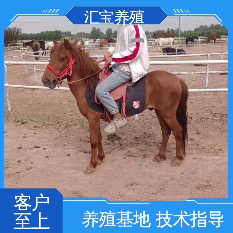  喂养方法 提供技术指导 一只起发 农家养殖矮马