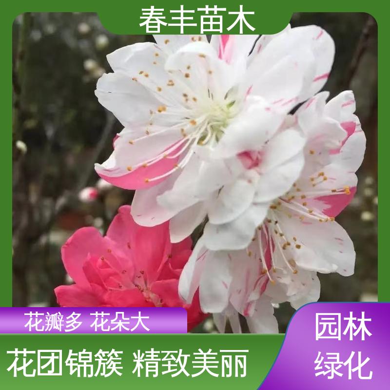 春丰苗木 基地供应 日本丽桃6-8公分 移栽种植 高存活率
