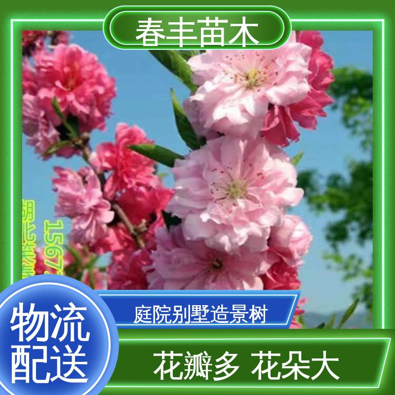 春丰苗木 基地现挖 人面30元打土球上车 花色艳丽动人