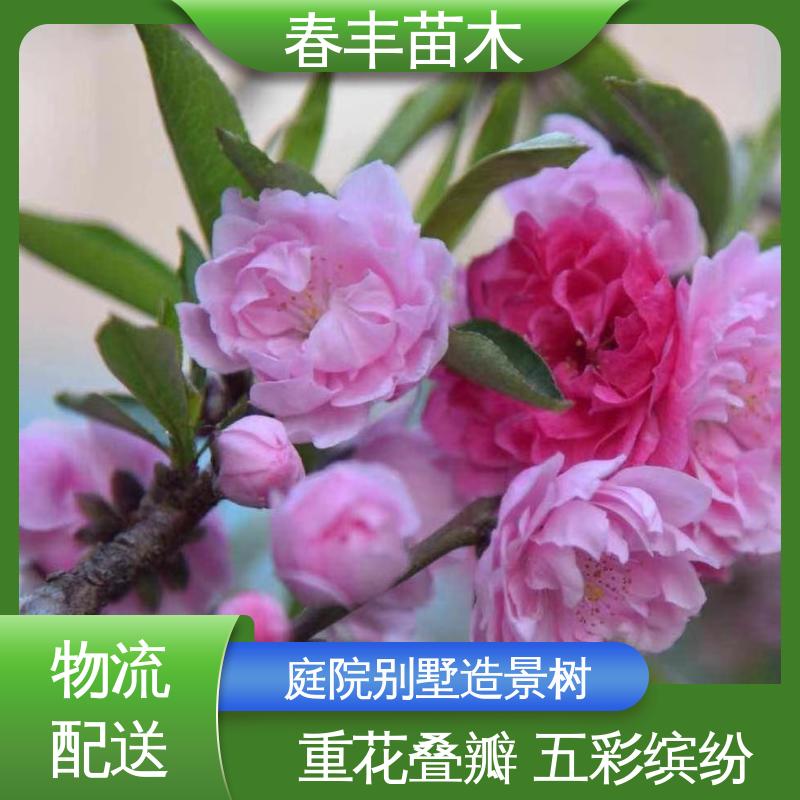 春丰苗木 基地现挖 绿化桃 8-10公分 移栽种植 高存活率