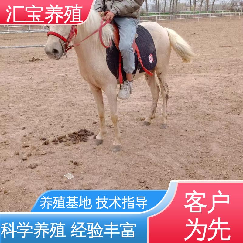  农家养殖矮马 提供技术指导 各种水果都可以吃 一只起发