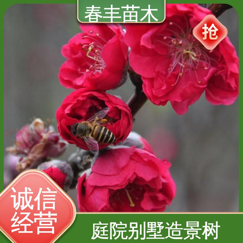 春丰苗木 基地供应 帚型桃40元装车 花瓣多 花朵大 