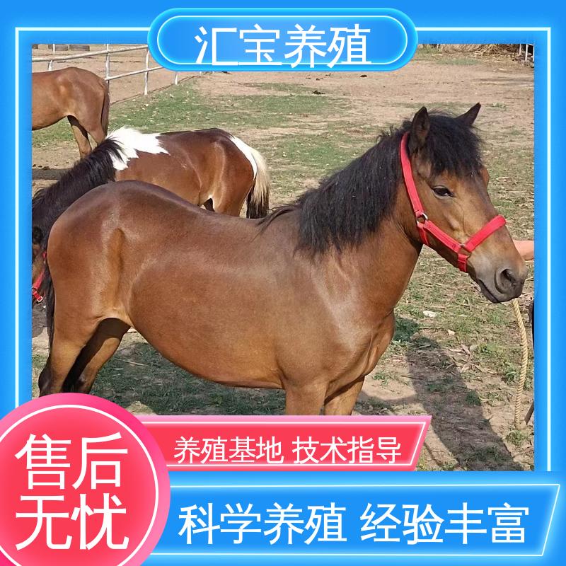 饲料五谷杂粮 实地引种考察 马术俱乐部 进口矮马设特兰 