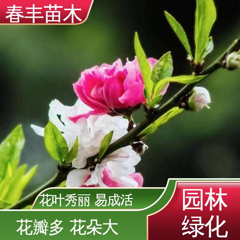 春丰苗木 基地供应 簪粉碧桃 8-10公分 花色多样