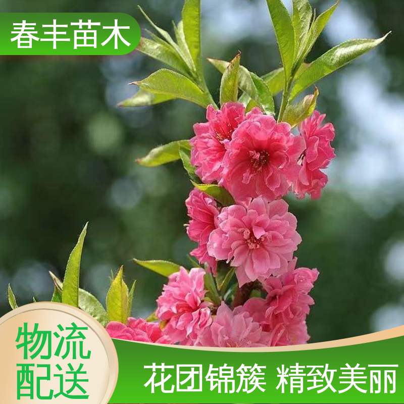 春丰苗木 基地供应 绯桃树5-9公分 花叶秀丽 易成活