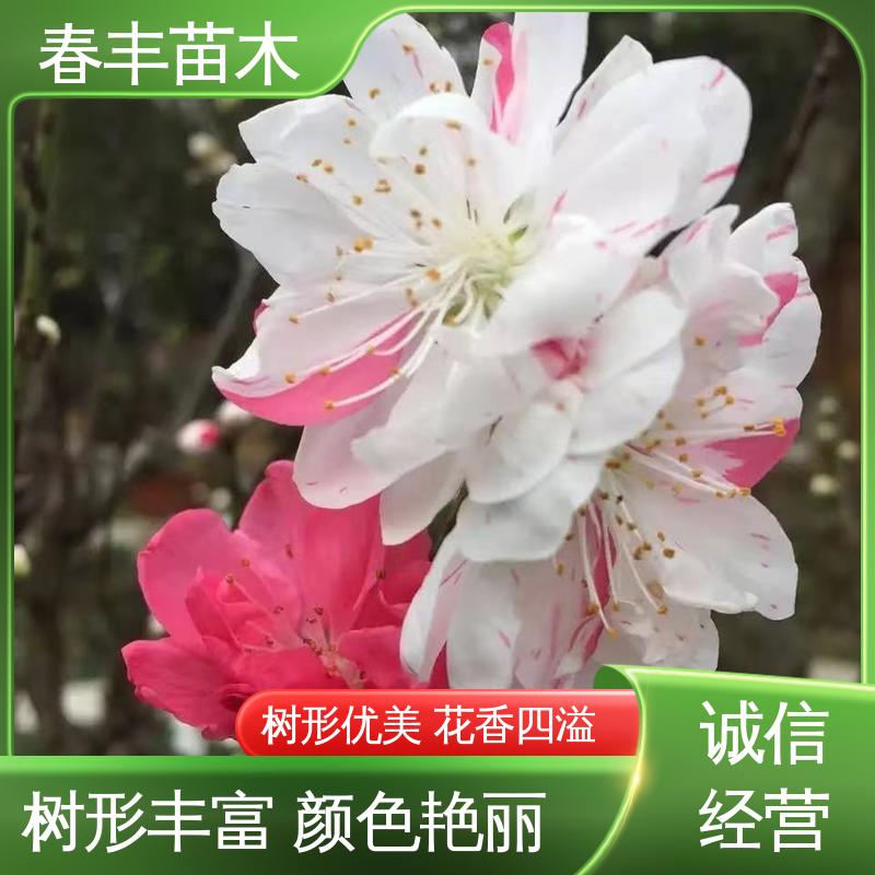 春丰苗木 基地供应 五色桃30元打土球上车 成活率高 适应性强