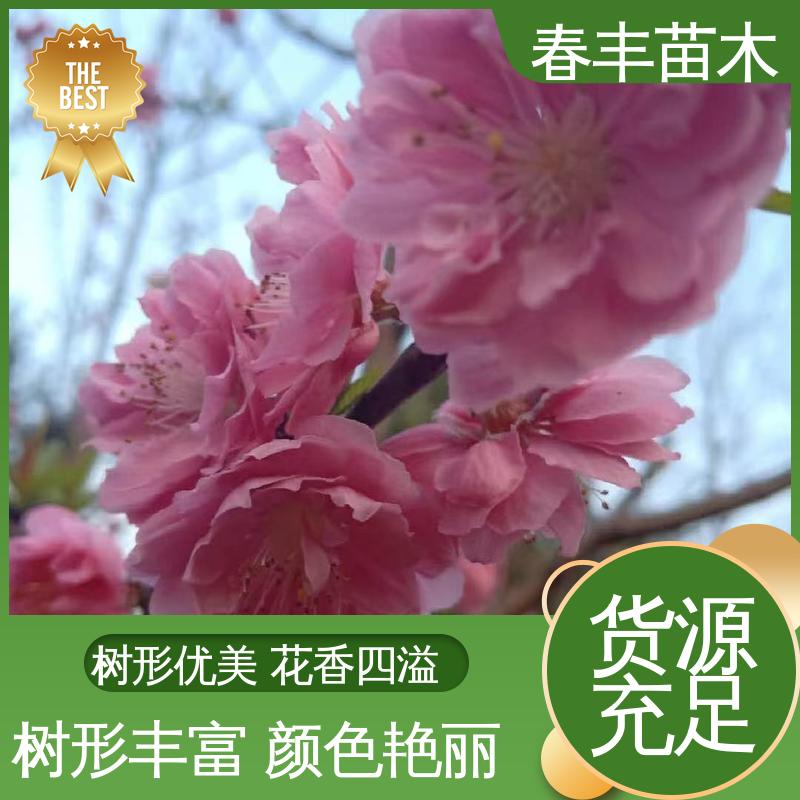 春丰苗木 找桃树苗生产 园林绿化 公园景区造景植物 高成活率 造型优美