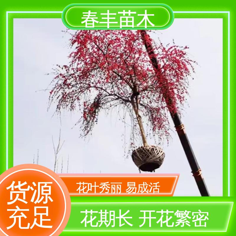 春丰苗木 找桃树苗2公分 庭院小区绿化造景树 颜色鲜艳 花色多样