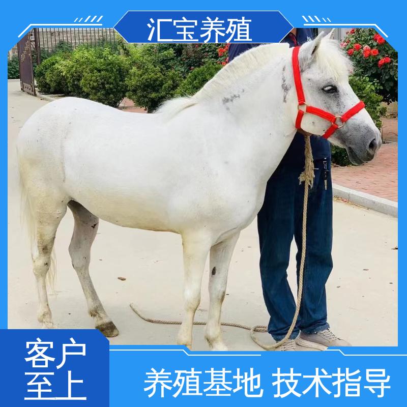 马术俱乐部 进口矮马设特兰 实地引种考察 各种水果都可以吃 