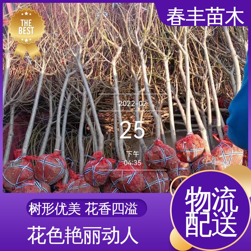 春丰苗木 观赏桃苗2公分 庭院别墅造景树 花团锦簇 精致美丽
