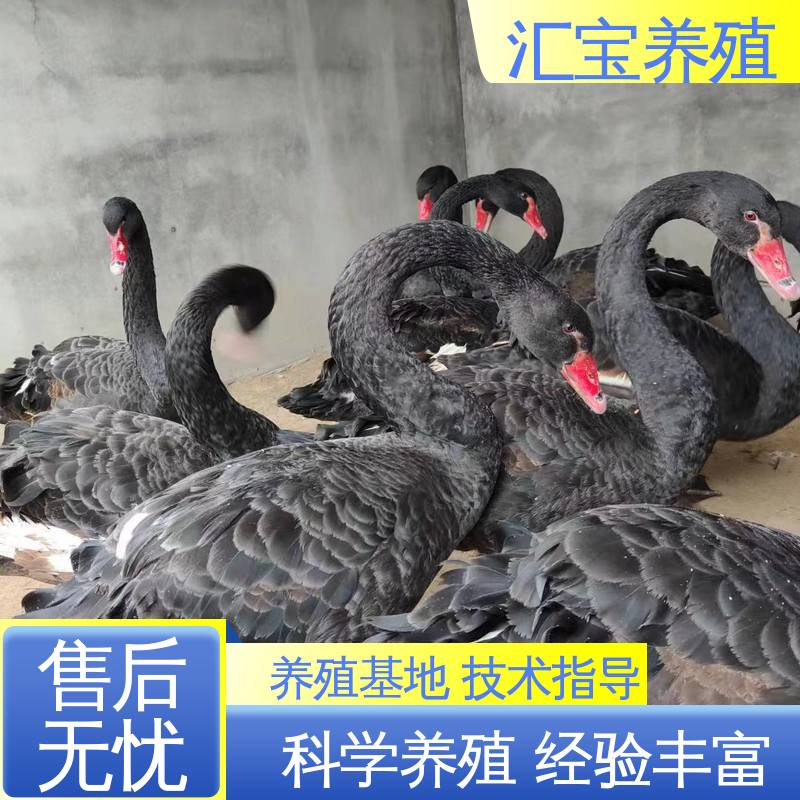  成长速度快 一窝多只 六个月青年黑天鹅 包回收包健康 品种纯正