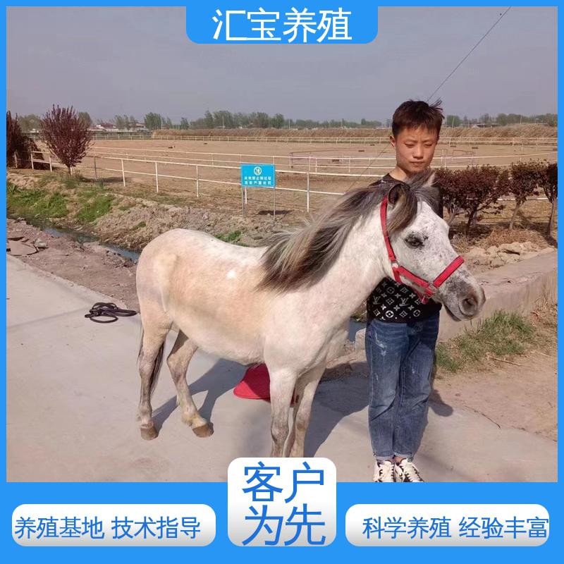  农家养殖矮马 各种水果都可以吃 景区观赏乘骑 包回收包健康
