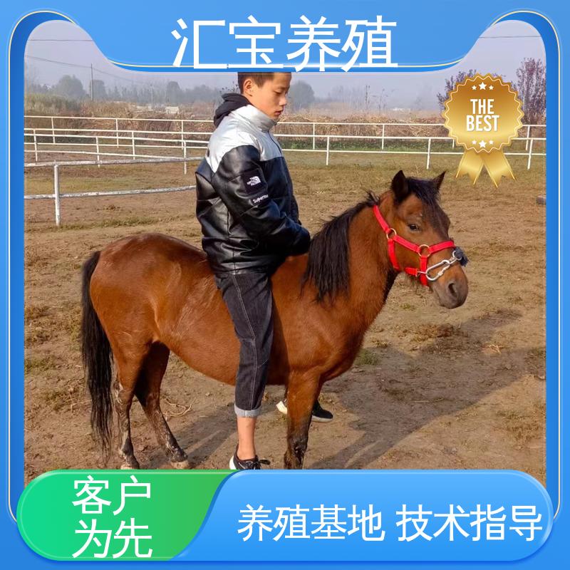 喂养方法 包回收包健康 袖珍迷你矮马 马术俱乐部 