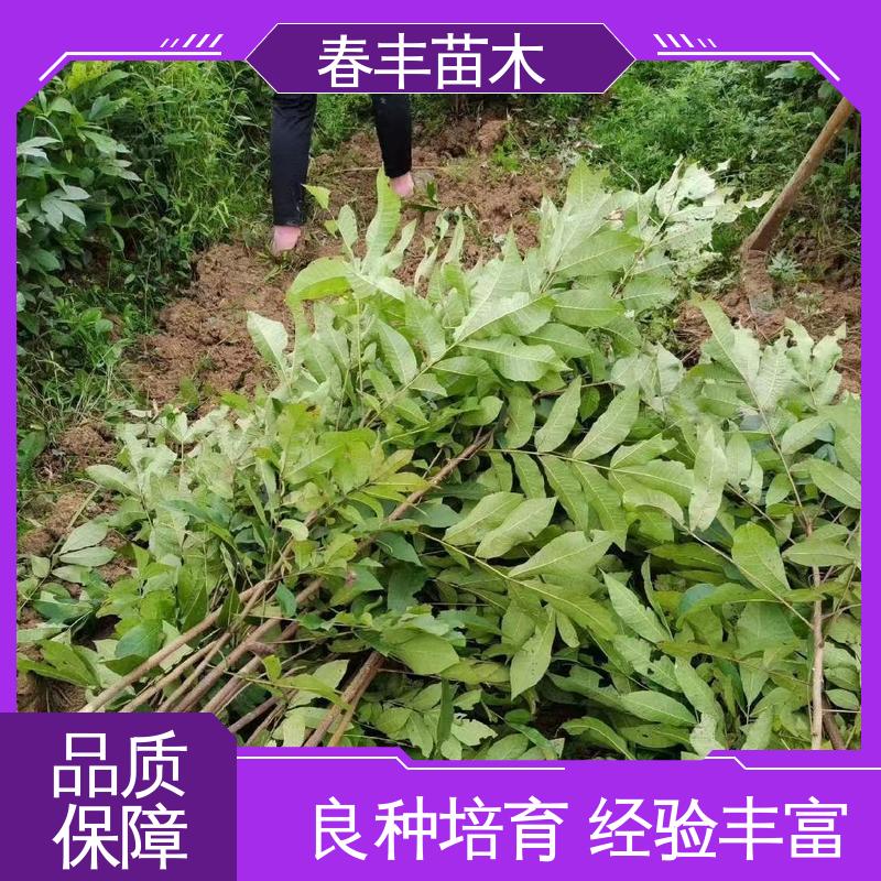 春丰苗木 碧根果树苗2公分粗 品质好 可孤植 丛植