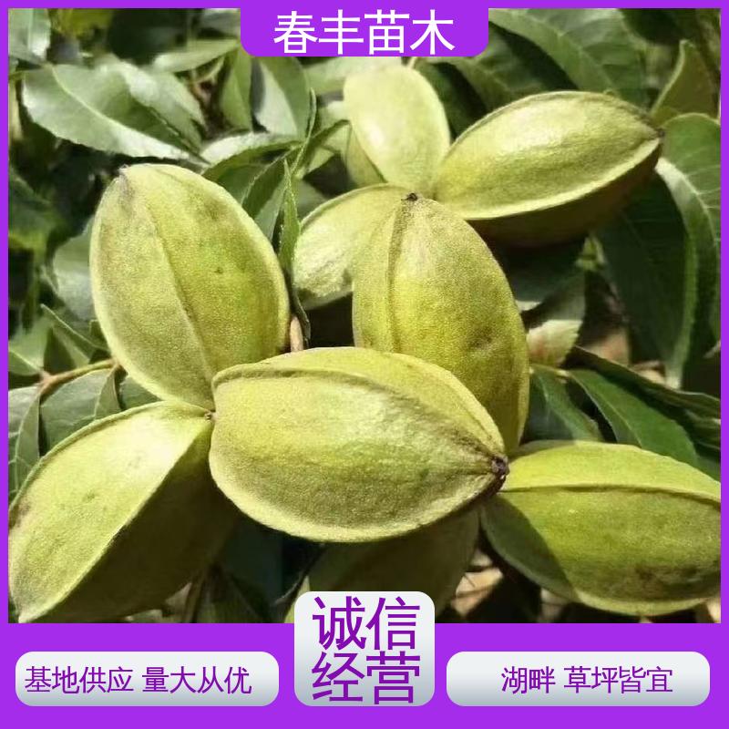 春丰苗木 碧根果杯苗2元批零销售 品种纯正 移栽种植 高存活率
