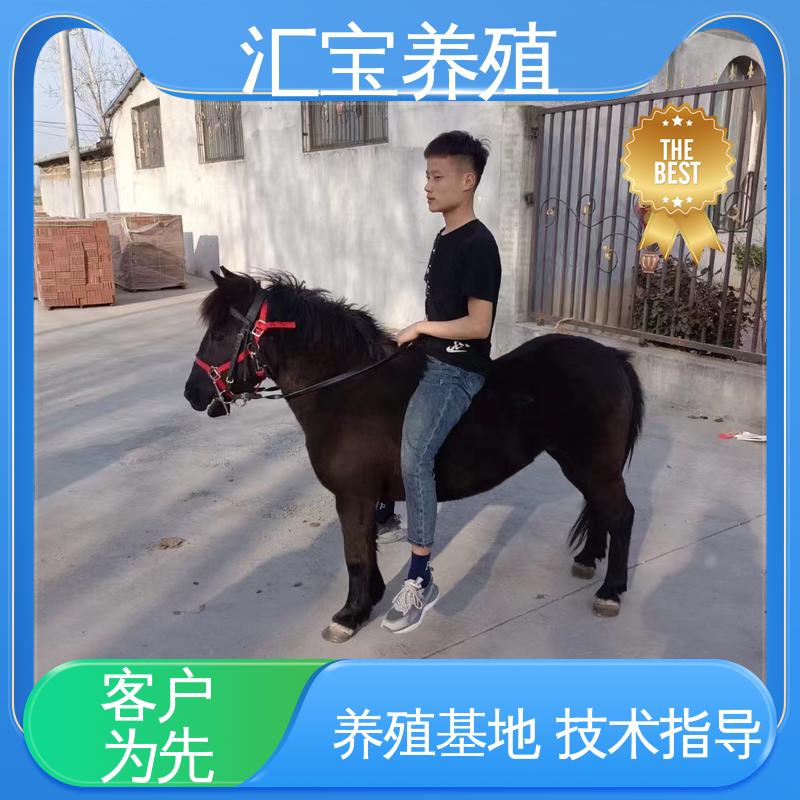 各种水果都可以吃 提供技术指导 景区观赏乘骑 小矮马 