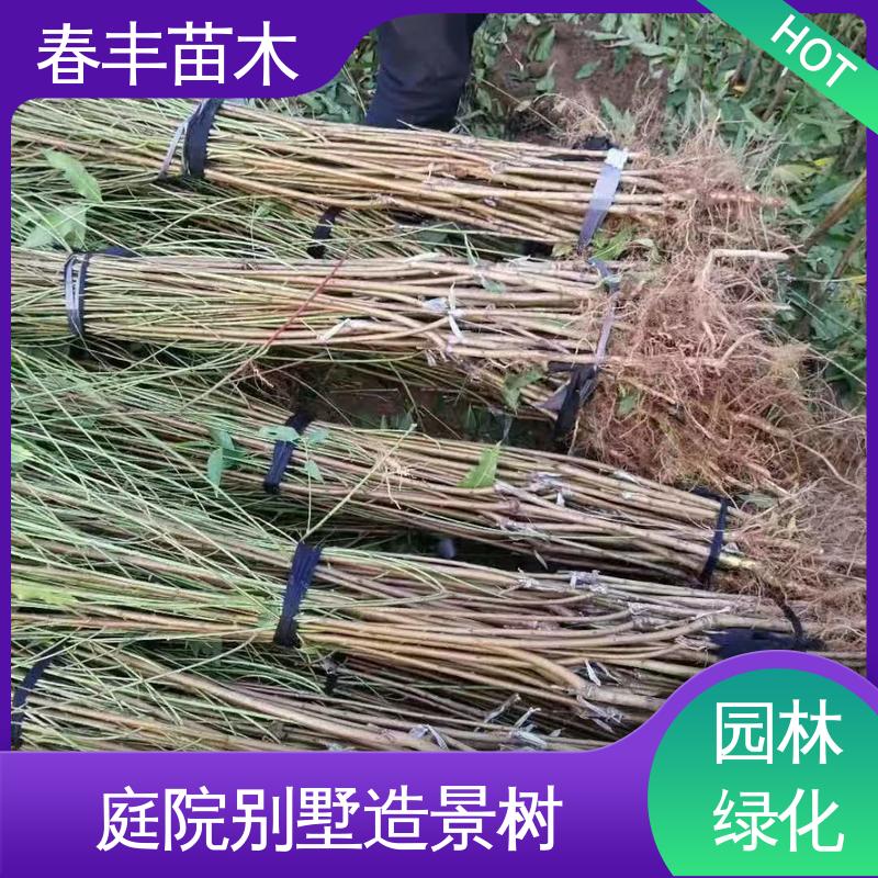 春丰苗木 观赏桃树苗批发零售 树形丰富 花香四溢 花叶秀丽 易成活