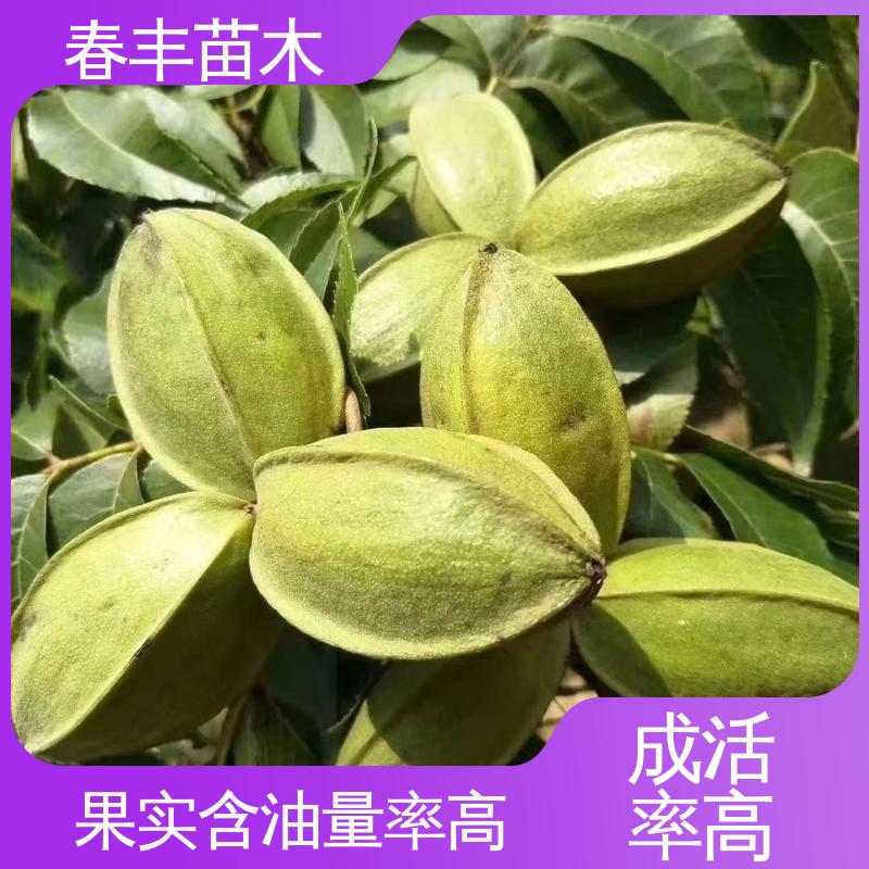 春丰苗木 碧根果嫁接苗2元批零销售 果实饱满 规格齐全 物流配送