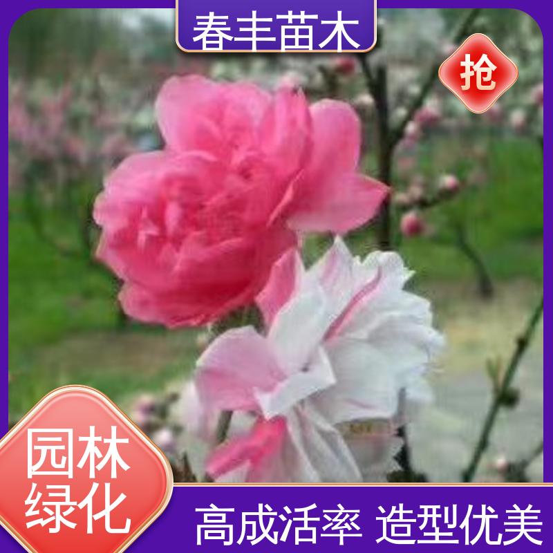 春丰苗木 桃花苗批发3元一株 园林庭院造景植物 花瓣多 花朵大 效果佳