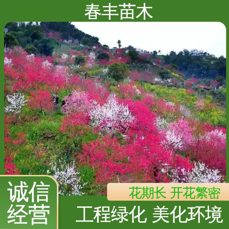 春丰苗木 基地现挖 粉碧桃 8-10公分 花叶秀丽 易成活