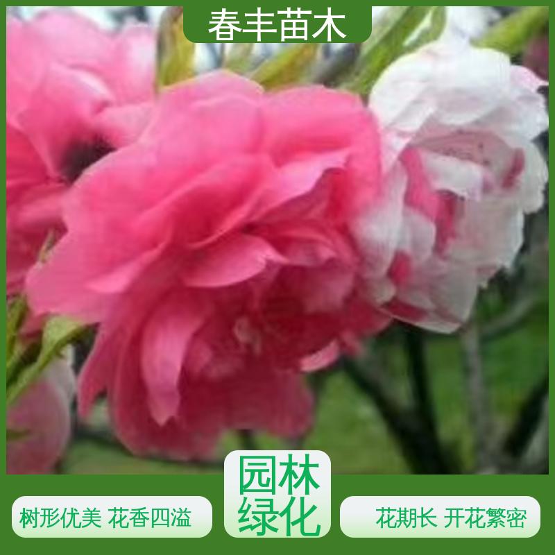 春丰苗木 基地供应 垂枝碧桃5-9公分 移栽种植 高存活率