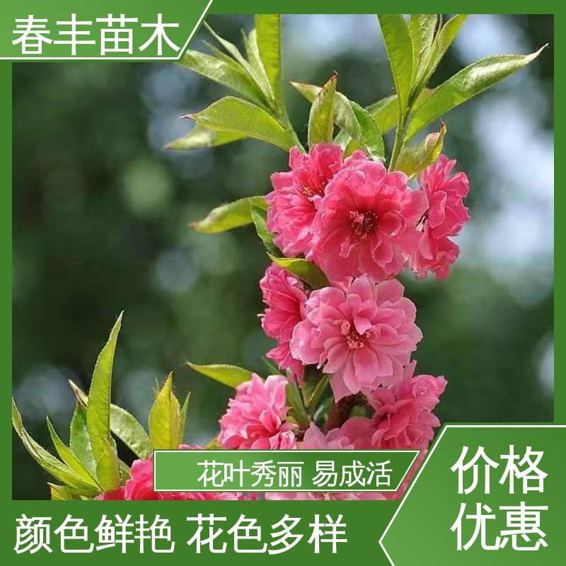 春丰苗木 基地供应 垂枝花桃 8-10公分 规格齐全 品种纯正