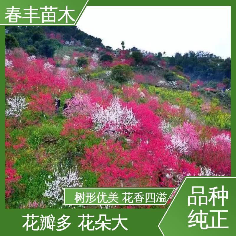 春丰苗木 基地供应 洒金碧桃50元上车价 花色艳丽动人