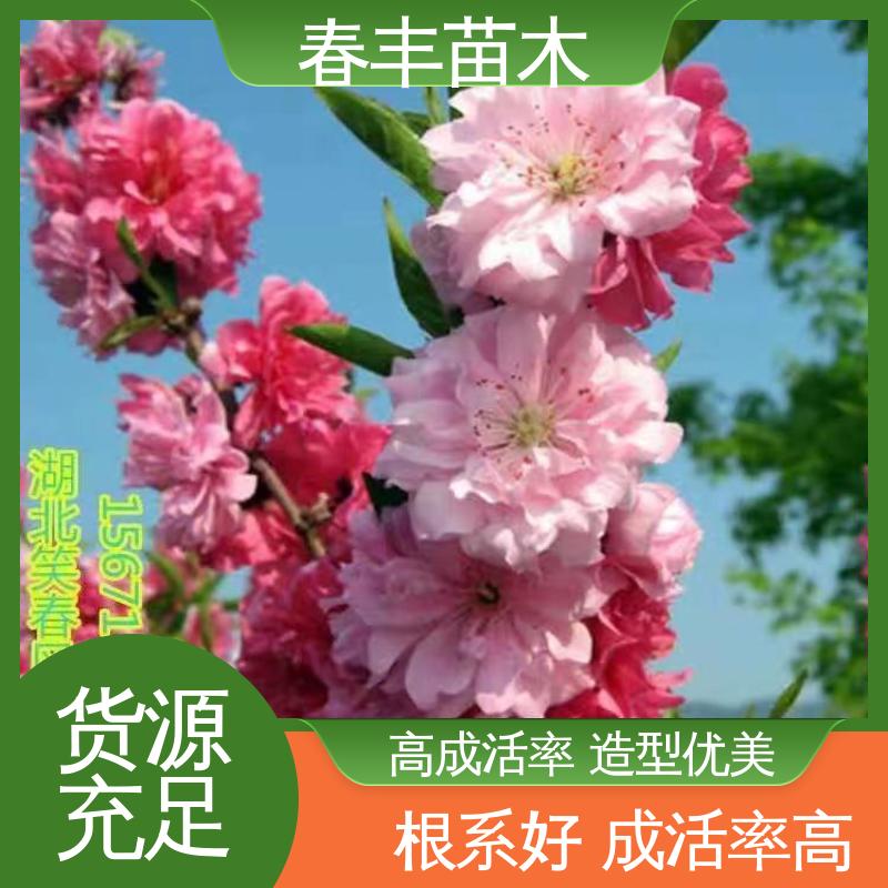 春丰苗木 基地供应 菊花桃5-9公分 颜色鲜艳 花色多样
