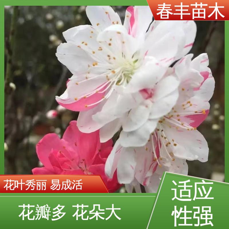 春丰苗木 基地供应 绿叶碧桃30元打土球上车 花色艳丽动人