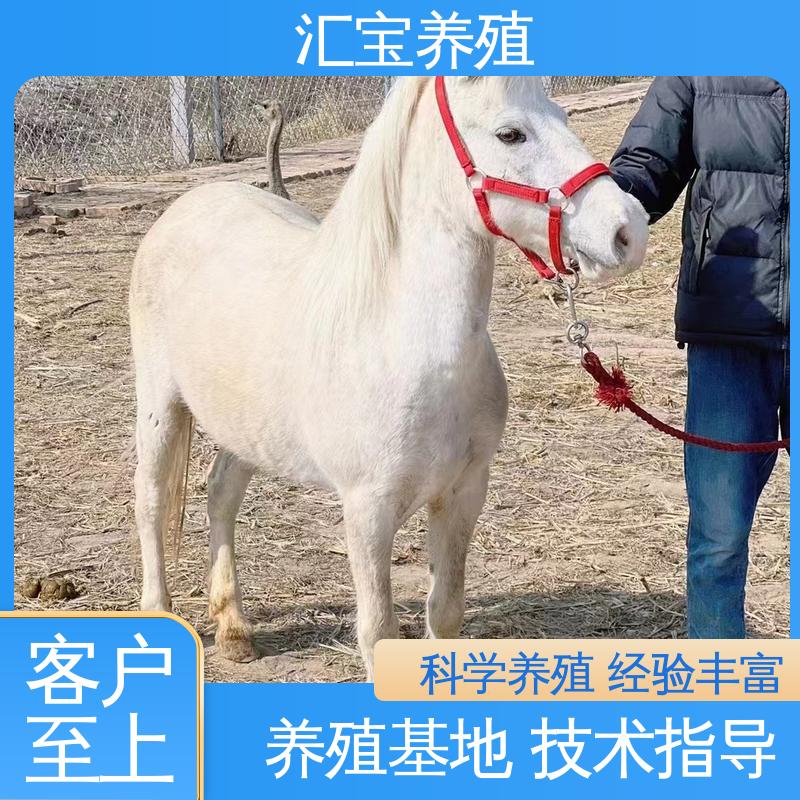 袖珍迷你矮马 喂养方法 包回收包健康 景区观赏 
