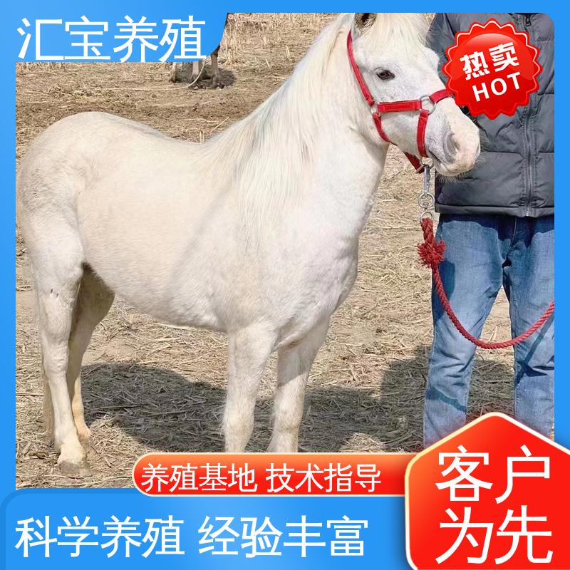提供技术指导 各种水果都可以吃 袖珍迷你矮马 一只起发 