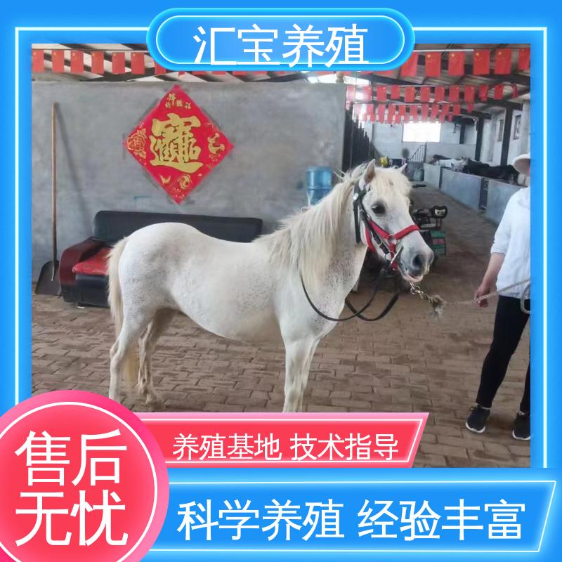 进口矮马设特兰 温顺可爱 实地引种考察 各种水果都可以吃 