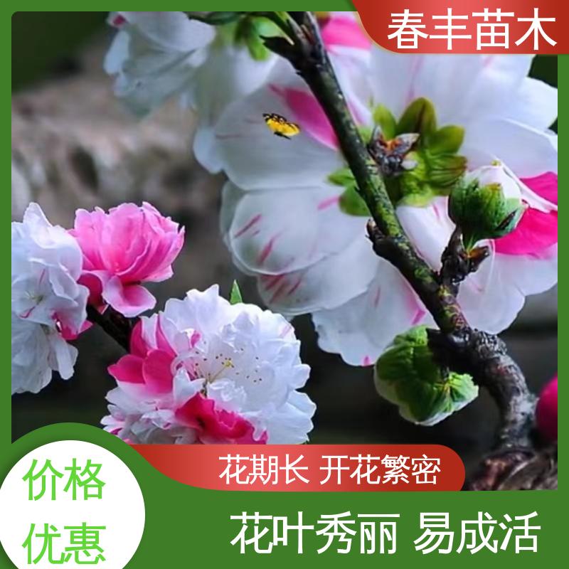 春丰苗木 基地现挖 绯桃树50元上车价 花色多样