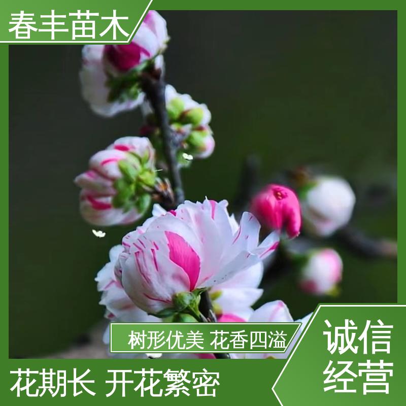 春丰苗木 基地供应 绛桃40元装车 重花叠瓣 效果佳