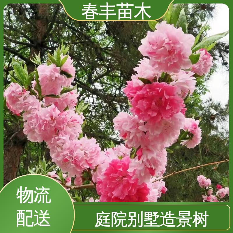春丰苗木 基地供应 粉碧桃40元装车 花叶秀丽 易成活